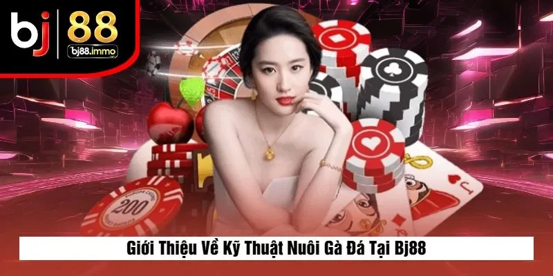 Giới Thiệu Về Kỹ Thuật Nuôi Gà Đá Tại Bj88