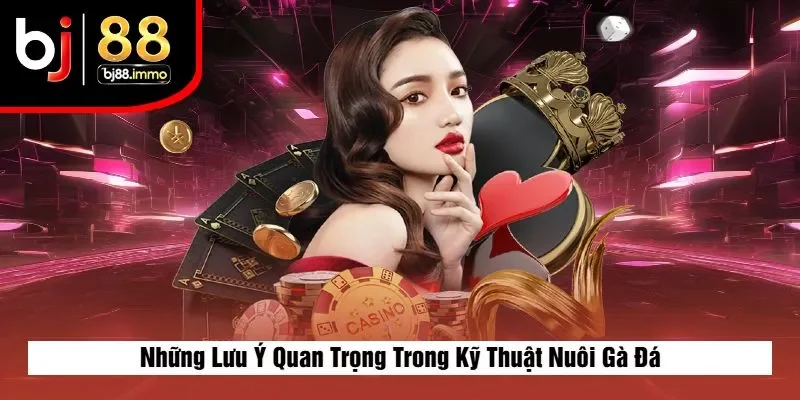 Những Lưu Ý Quan Trọng Trong Kỹ Thuật Nuôi Gà Đá